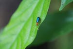 Blue and orange insect [sumatra_1091]