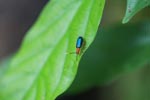 Blue and orange insect [sumatra_1092]