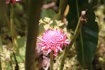 Pink ginger flowers [sumatra_1097]