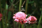 Pink ginger flowers [sumatra_1098]