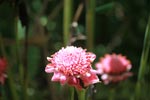 Pink ginger flowers [sumatra_1099]
