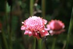 Pink ginger flowers [sumatra_1100]