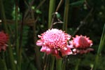 Pink ginger flowers [sumatra_1101]