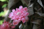 Pink ginger flowers [sumatra_1105]