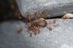Ants eating a caterpillar