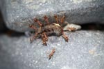Ants eating a caterpillar [sumatra_1110]