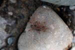 Ants eating a caterpillar [sumatra_1112]