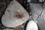 Ants eating a caterpillar [sumatra_1114]