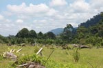Oil palm plantation adjacent to Gunung Leuser National Park [sumatra_1120]