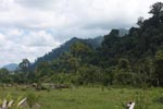 Oil palm plantation adjacent to Gunung Leuser National Park [sumatra_1126]