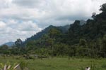 Oil palm plantation adjacent to Gunung Leuser National Park [sumatra_1127]
