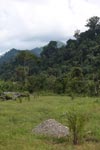 Oil palm plantation adjacent to Gunung Leuser National Park [sumatra_1129]