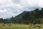 Oil palm plantation adjacent to Gunung Leuser National Park [sumatra_1130]