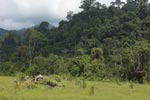 Oil palm plantation adjacent to Gunung Leuser National Park [sumatra_1132]