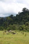 Oil palm plantation adjacent to Gunung Leuser National Park [sumatra_1133]