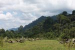 Oil palm plantation adjacent to Gunung Leuser National Park [sumatra_1136]