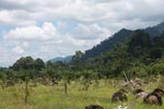 Oil palm plantation adjacent to Gunung Leuser National Park [sumatra_1137]