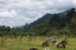 Oil palm plantation adjacent to Gunung Leuser National Park [sumatra_1138]