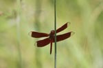 Red grasshawk dragonfly [sumatra_1140]