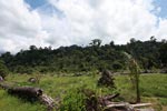 Oil palm plantation adjacent to Gunung Leuser National Park [sumatra_1145]