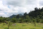 Oil palm plantation adjacent to Gunung Leuser National Park [sumatra_1148]