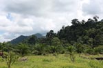 Oil palm plantation adjacent to Gunung Leuser National Park [sumatra_1149]