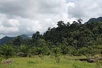 Oil palm plantation adjacent to Gunung Leuser National Park [sumatra_1150]