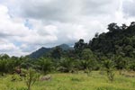 Oil palm plantation adjacent to Gunung Leuser National Park [sumatra_1152]