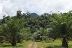 Oil palm plantation adjacent to Gunung Leuser National Park [sumatra_1154]