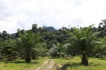 Oil palm plantation adjacent to Gunung Leuser National Park [sumatra_1155]