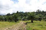 Oil palm plantation adjacent to Gunung Leuser National Park [sumatra_1156]