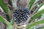 Unripe oil palm fruit