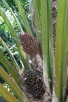 Unripe oil palm fruit [sumatra_1164]