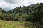 Oil palm plantation adjacent to Gunung Leuser National Park [sumatra_1167]
