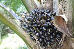 Unripe oil palm fruit [sumatra_1168]