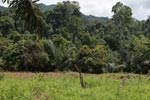 Oil palm plantation adjacent to Gunung Leuser National Park [sumatra_1170]