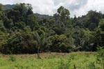 Oil palm plantation adjacent to Gunung Leuser National Park [sumatra_1171]