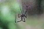 Spider [sumatra_1172]