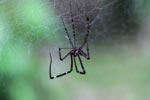 Spider [sumatra_1173]