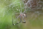 Spider [sumatra_1174]