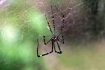 Spider [sumatra_1175]