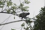 Long-tailed macaque in the forest canopy