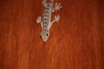 Striped house gecko [sumatra_1185]
