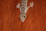 Striped house gecko