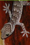 Striped house gecko [sumatra_1188]