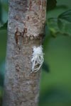 White furry insect (possibly Fulgorid Planthopper nymph) [sumatra_1190]