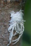 White furry insect (possibly Fulgorid Planthopper nymph) [sumatra_1191]