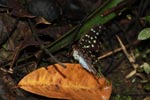 Female Lexias dirtea montana [Spotted butterfly]