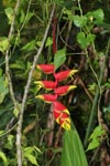 Red and yellow heliconia