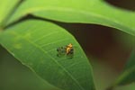 Yellow cicada [sumatra_1207]